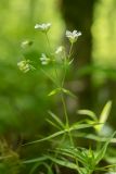 Stellaria holostea