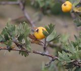 Crataegus pojarkovae. Часть ветви плодоносящего растения. Крым, Карадагский заповедник, Северный перевал, степной склон с кустарниками. 26 сентября 2021 г.