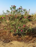 Nerium oleander