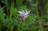 Astragalus vaginatus. Соцветие. Красноярский край, Берёзовский р-н, долина р. Мана, берег реки. 06.06.2022.