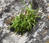 Gypsophila tenuifolia