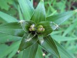 Lilium lancifolium. Верхушка растения с формирующимся кистевидным соцветием. Ульяновск, Заволжский р-н, опушка широколиственного леса, заносное. 23.06.2023.