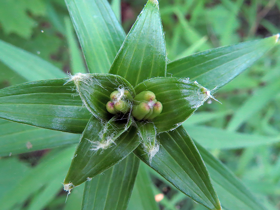 Изображение особи Lilium lancifolium.