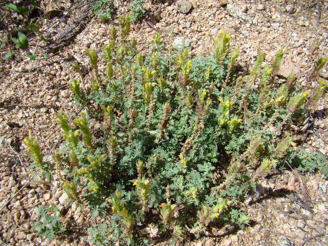 Image of Scutellaria botbaevae specimen.