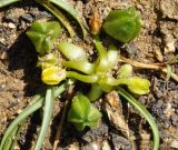 Ornithogalum sibthorpii