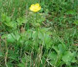 Ranunculus constantinopolitanus. Цветущее растение. Крым, Ангарский перевал. 30.04.2011.