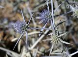 Eryngium caeruleum