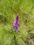 Anacamptis laxiflora подвид dielsiana. Соцветие. Краснодарский край, Черноморское побережье Кавказа, окрестности Суджукской лагуны, луг. 17 мая 2009 г.