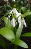 Galanthus panjutinii