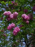 Robinia neomexicana