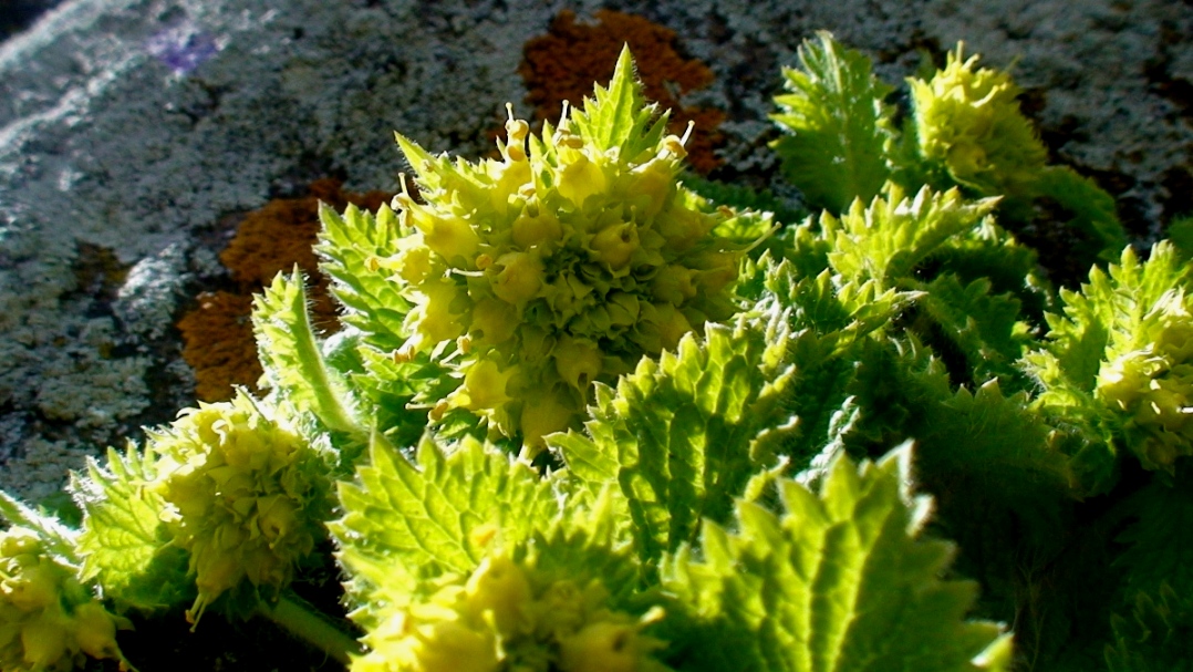 Изображение особи Scrophularia chrysantha.