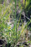 Erysimum flavum