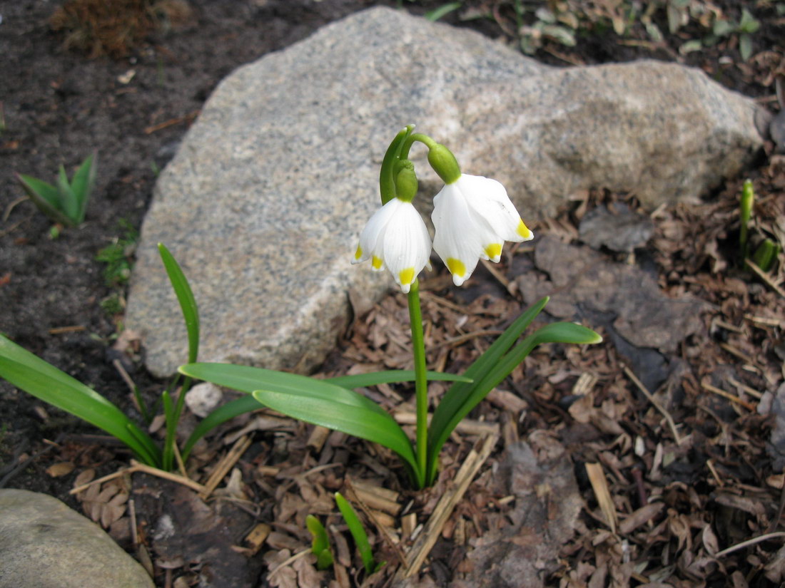 Изображение особи Leucojum vernum var. carpathicum.