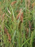 Carex acutiformis