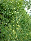 Asparagus officinalis