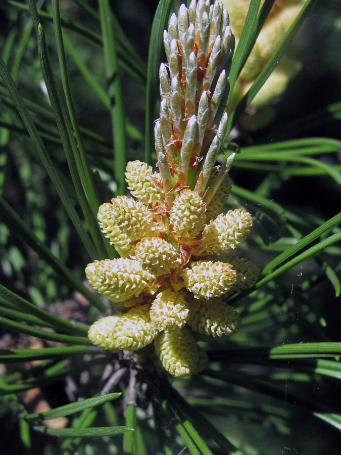 Image of Pinus mugo specimen.