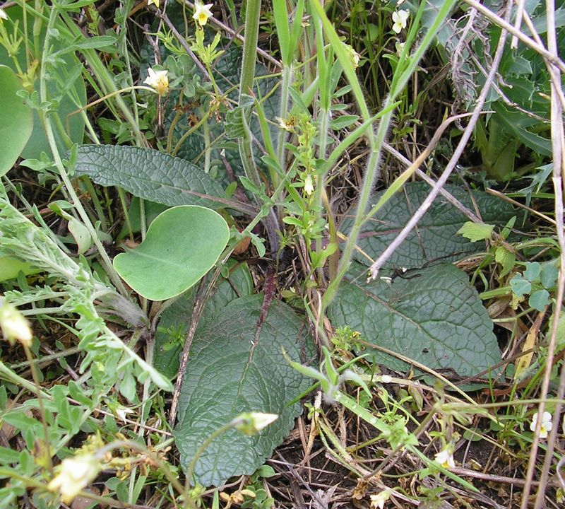 Изображение особи Verbascum phoeniceum.