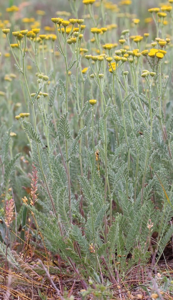 Пижма тысячелистниколистная (Tanacetum achilleifolium)