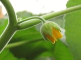 Abutilon theophrasti. Цветок. Крым, Симферополь, р. Славянка. 28 июля 2013 г.