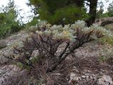 Astragalus arnacanthoides