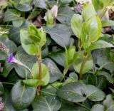 Vinca major