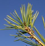 Pinus bungeana