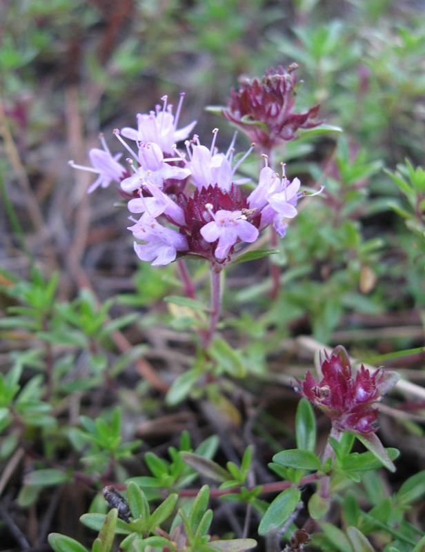 Изображение особи Thymus serpyllum.