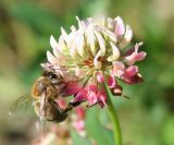 Trifolium hybridum