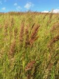 Calamagrostis epigeios