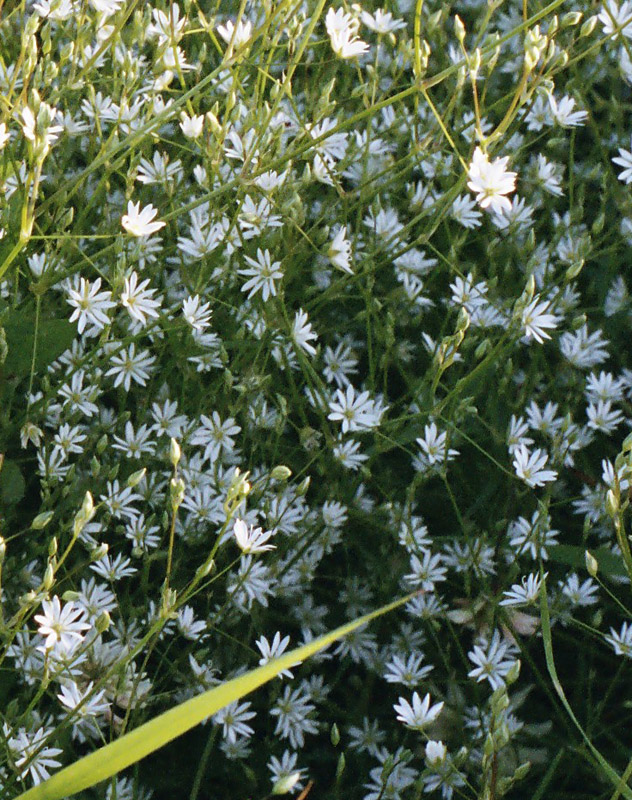 Изображение особи Stellaria graminea.