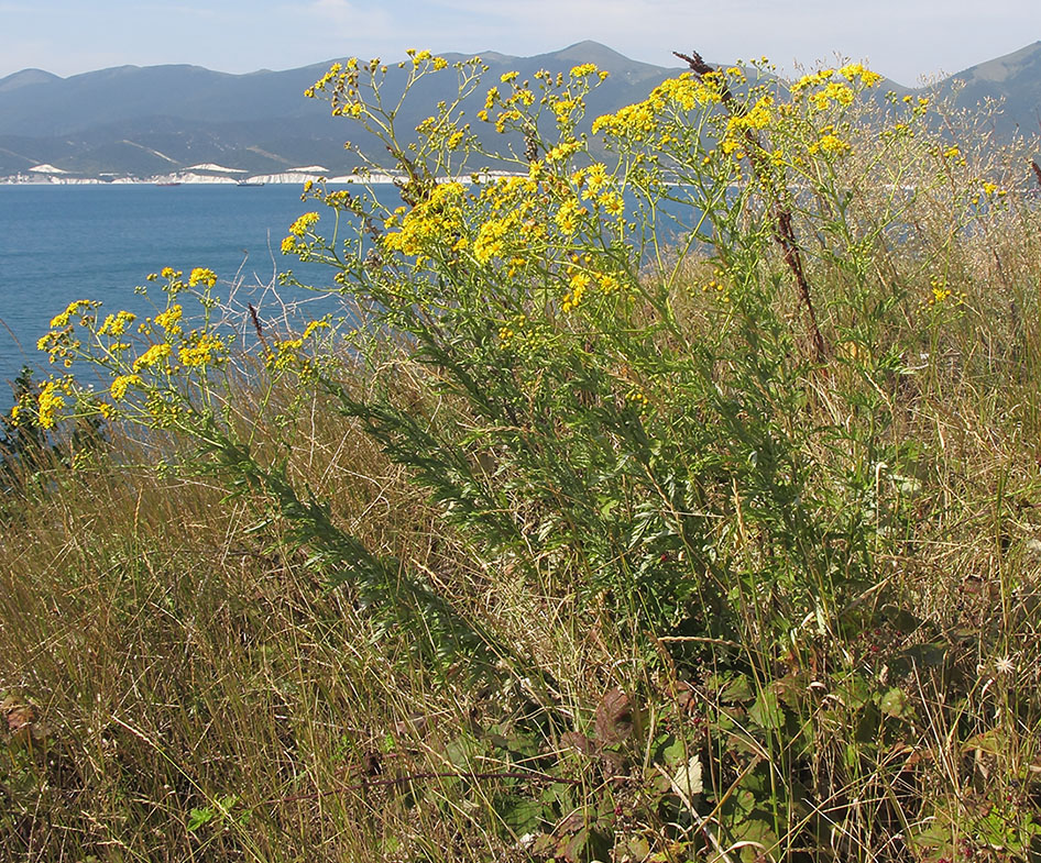 Image of Senecio grandidentatus specimen.