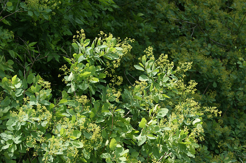 Image of Cotinus coggygria specimen.