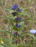 Gentiana cruciata. Верхушка цветущего растения. Респ. Чувашия, Мариинско-Посадский р-н, окр. дер. Шульгино, сухой остепнённый луг на склоне на карбонатной почве. 11.07.2015.