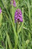 Dactylorhiza incarnata