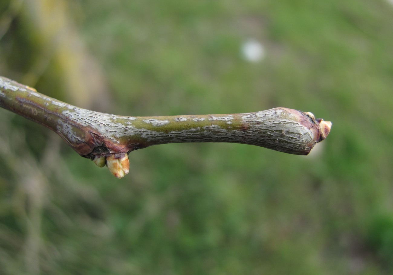 Изображение особи Gleditsia triacanthos.