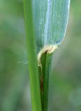 Paspalum dilatatum