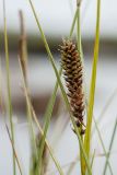 Carex rotundata