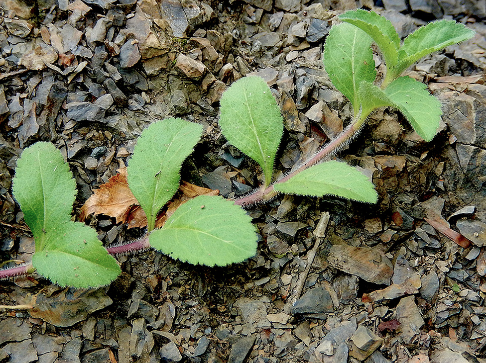 Изображение особи Veronica officinalis.