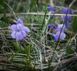 род Viola. Цветущие растения. Пермский край, Добрянский р-н, осиново-черемуховый колок. 01.05.2016.