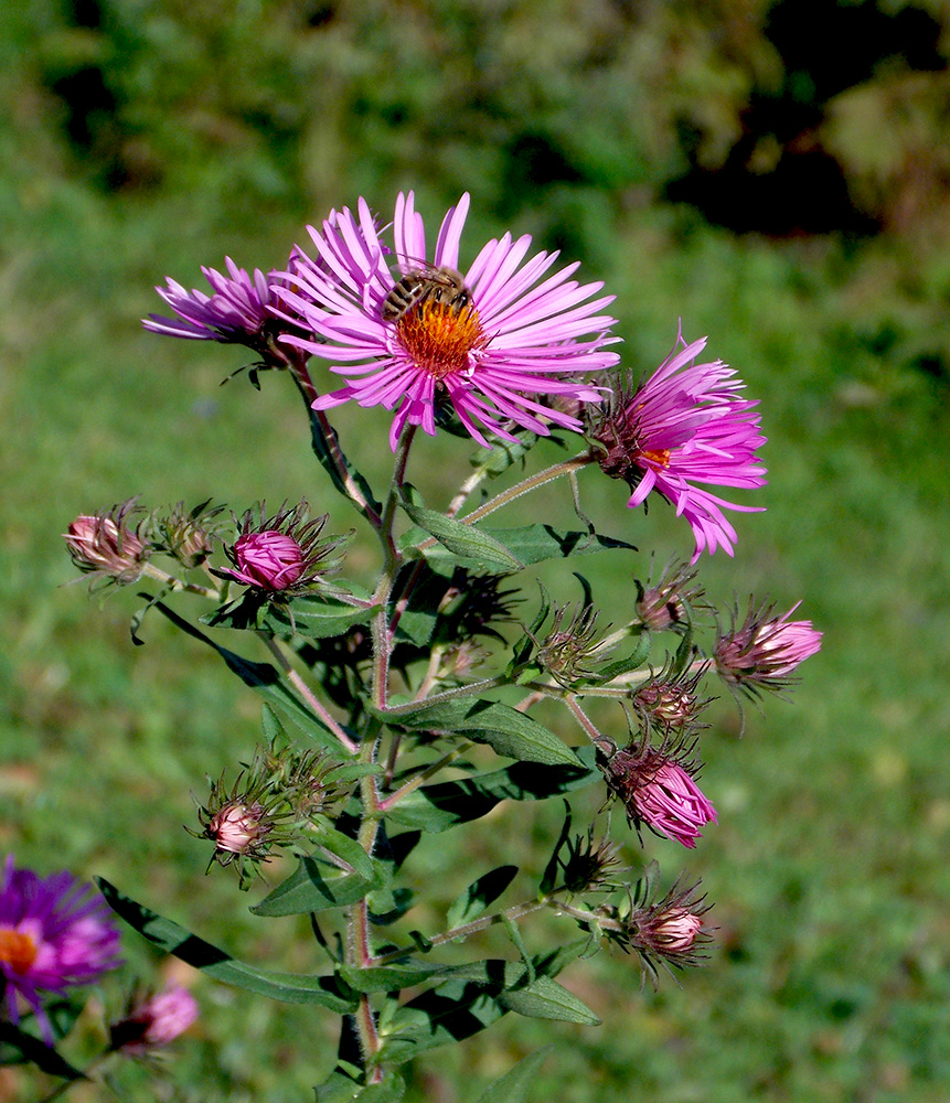 Изображение особи Symphyotrichum novae-angliae.