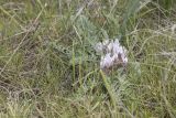 Astragalus dolichophyllus. Цветущее растение в сообществе. Саратовская обл., Новоузенский р-н, урочище Куриловская тюльпанная степь. 30.04.2017.