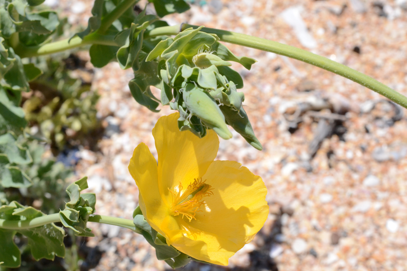 Изображение особи Glaucium flavum.