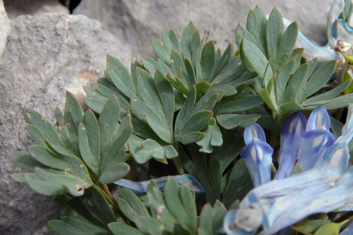 Изображение особи Corydalis alpestris.