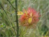 Rosa canina