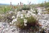 Asperula tephrocarpa