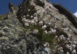 Gypsophila tenuifolia. Цветущие растения. Кабардино-Балкария, Эльбрусский р-н, южный склон г. Эльбрус, отрог между реками Терскол и Гарабаши, тропа, по которой поднимаются работники Терскольской обсерватории, субальпийский луг. 20.08.2009.