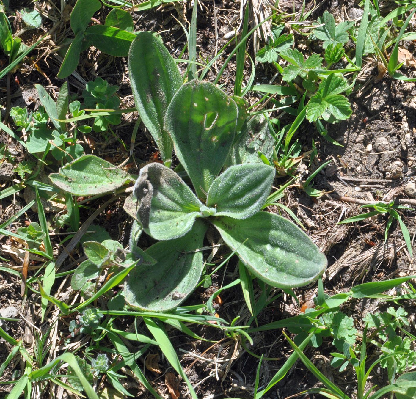 Изображение особи род Plantago.