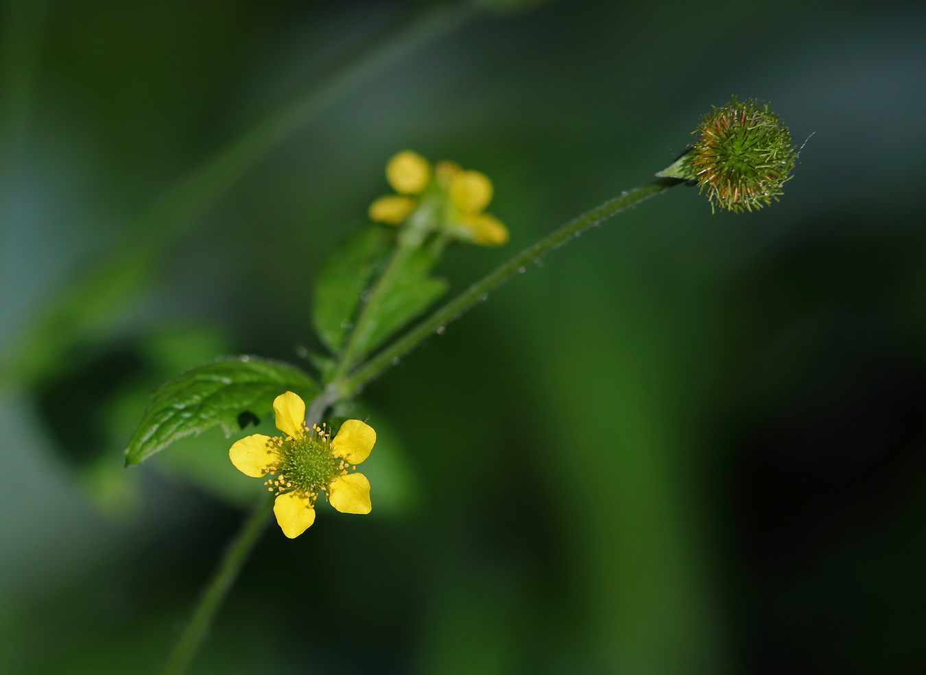 Изображение особи Geum urbanum.