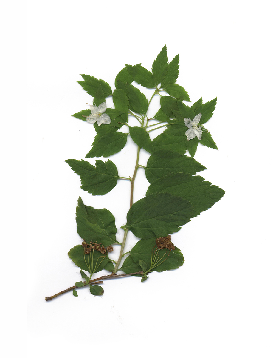 Image of Spiraea chamaedryfolia specimen.