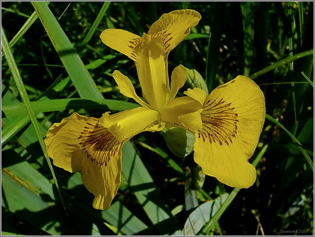 Изображение особи Iris pseudacorus.